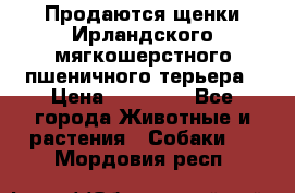 Продаются щенки Ирландского мягкошерстного пшеничного терьера › Цена ­ 30 000 - Все города Животные и растения » Собаки   . Мордовия респ.